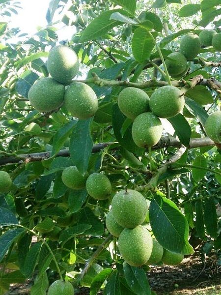 Ceviz fidani   chandler amerikan cevizi